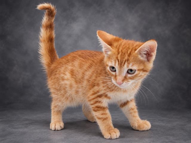 Adoptable Cat