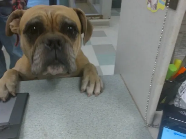 Adoptable Dog