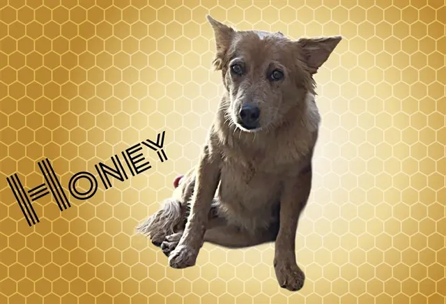 Honey