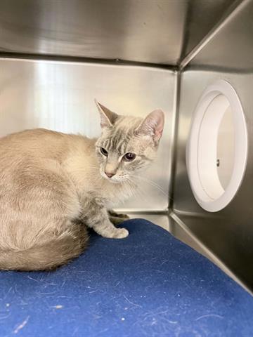 Adoptable Cat