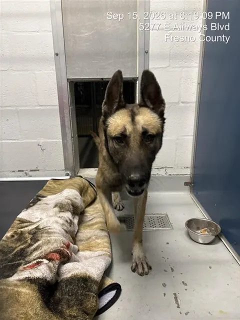 Adoptable Dog