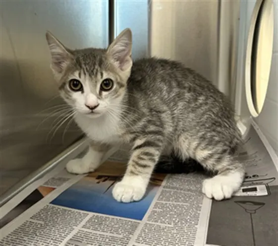 Adoptable Cat