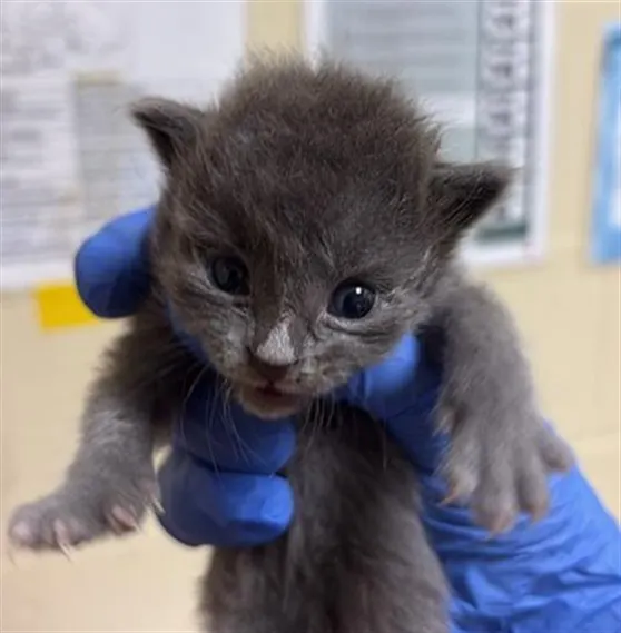 Adoptable Cat