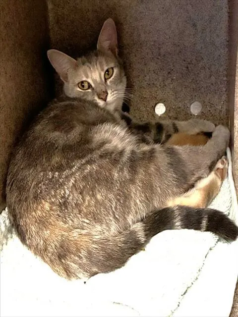 Mama Mekia