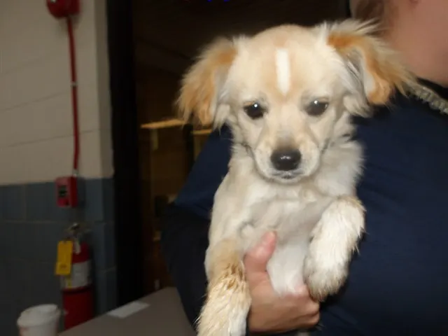 Adoptable Dog