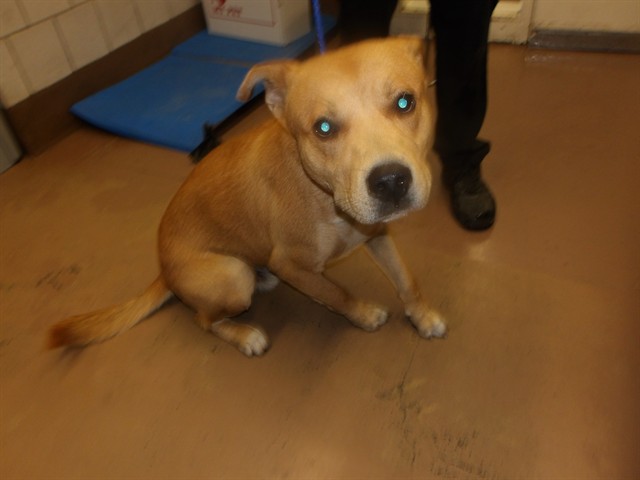 Adoptable Dog