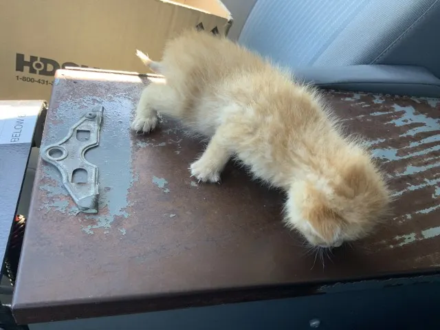 Adoptable Cat