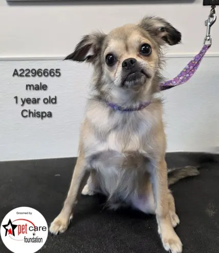 Chispa