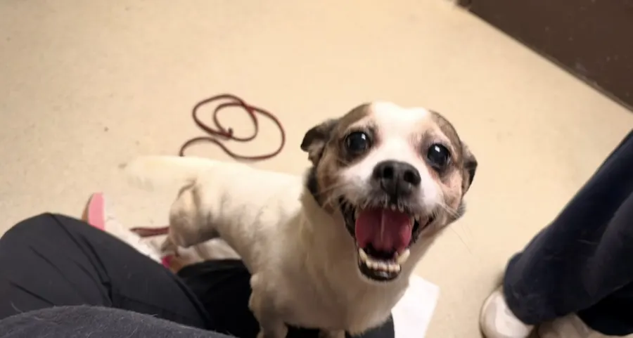 Sparky