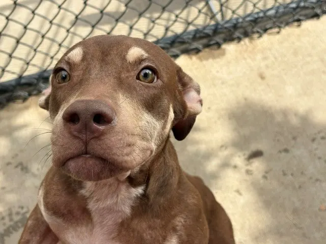 Peanut