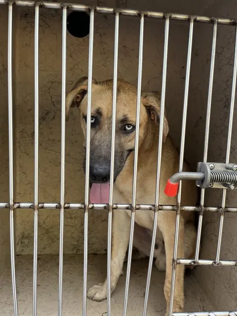 Adoptable Dog