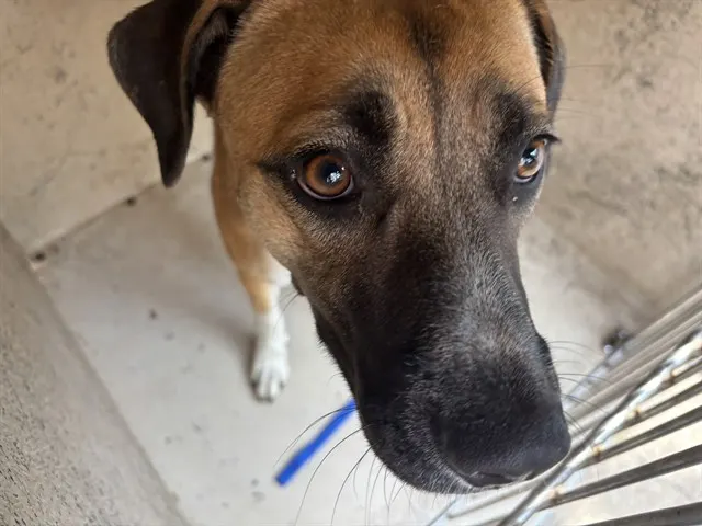 Adoptable Dog