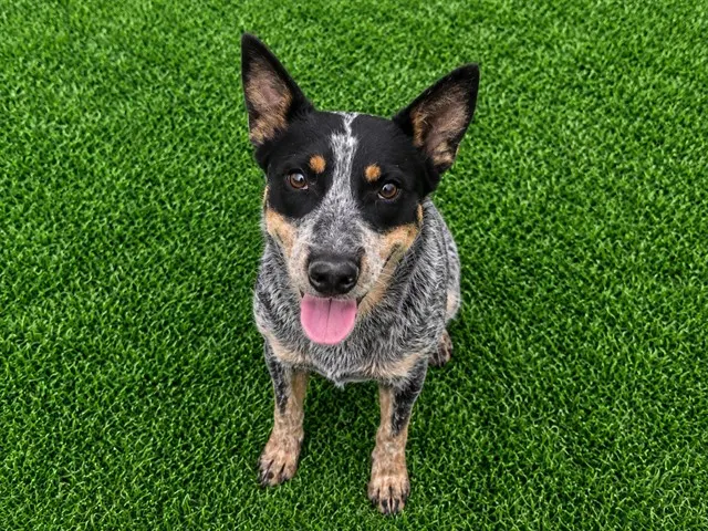 Adoptable Dog