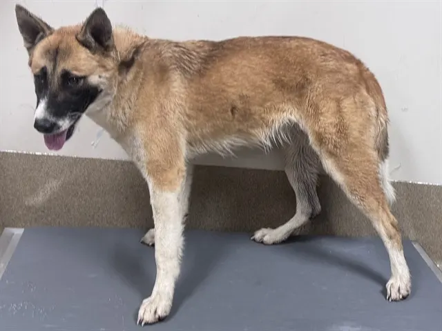 Adoptable Dog