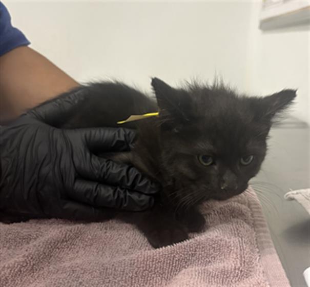 Adoptable Cat