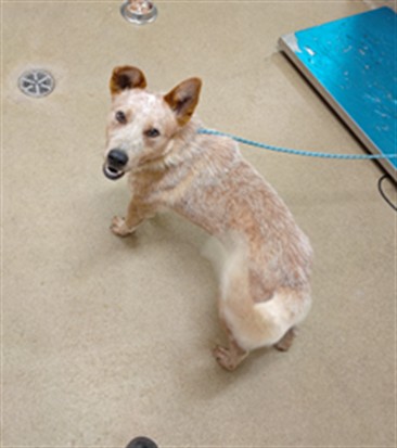 Adoptable Dog