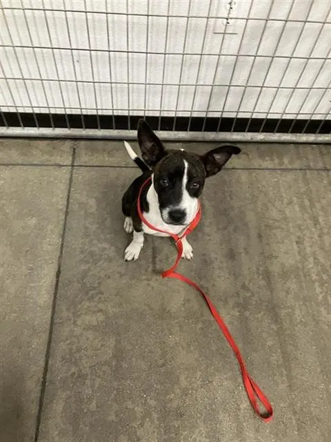 Adoptable Dog