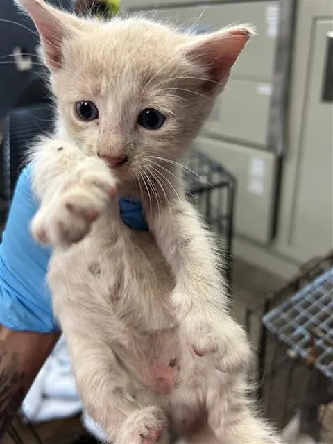 Pablo