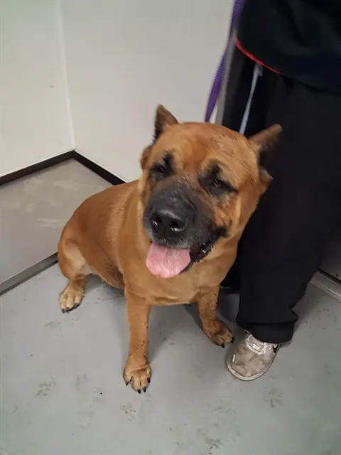 Zena
