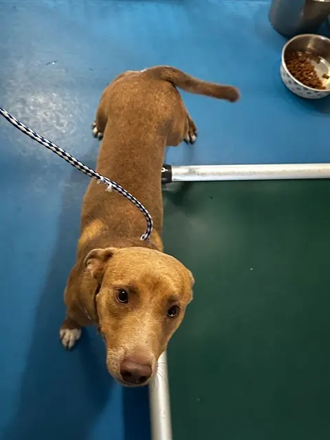 Adoptable Dog