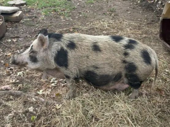 Pig Pig