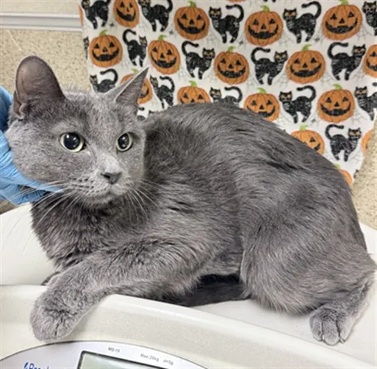 Adoptable Cat