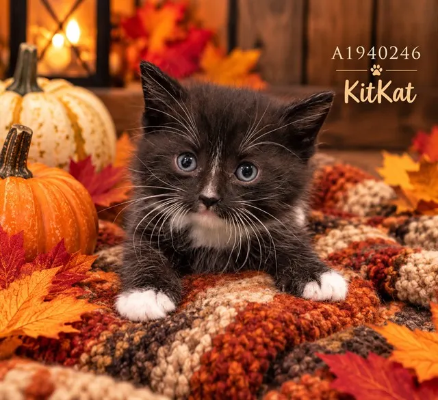 Kitkat