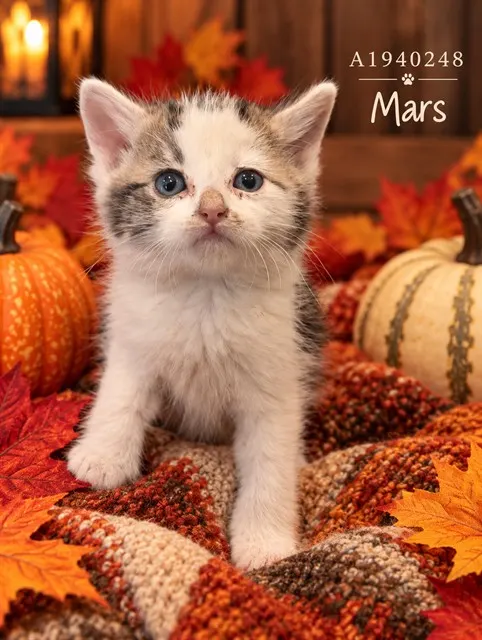 Mars