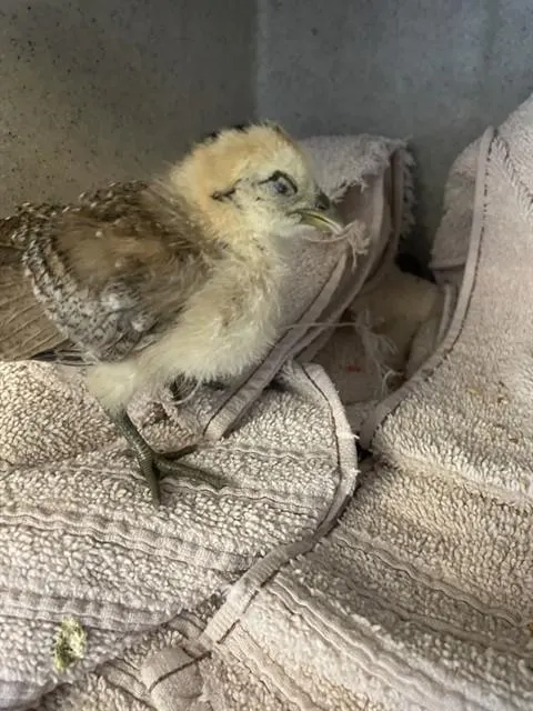 Adoptable Bird