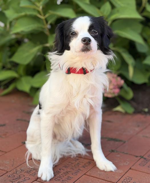 Hugo