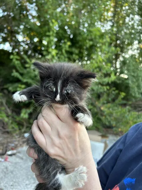 Gus