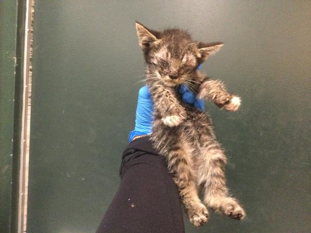 Adoptable Cat