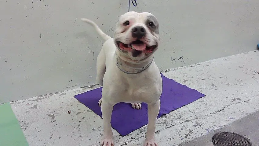 Adoptable Dog