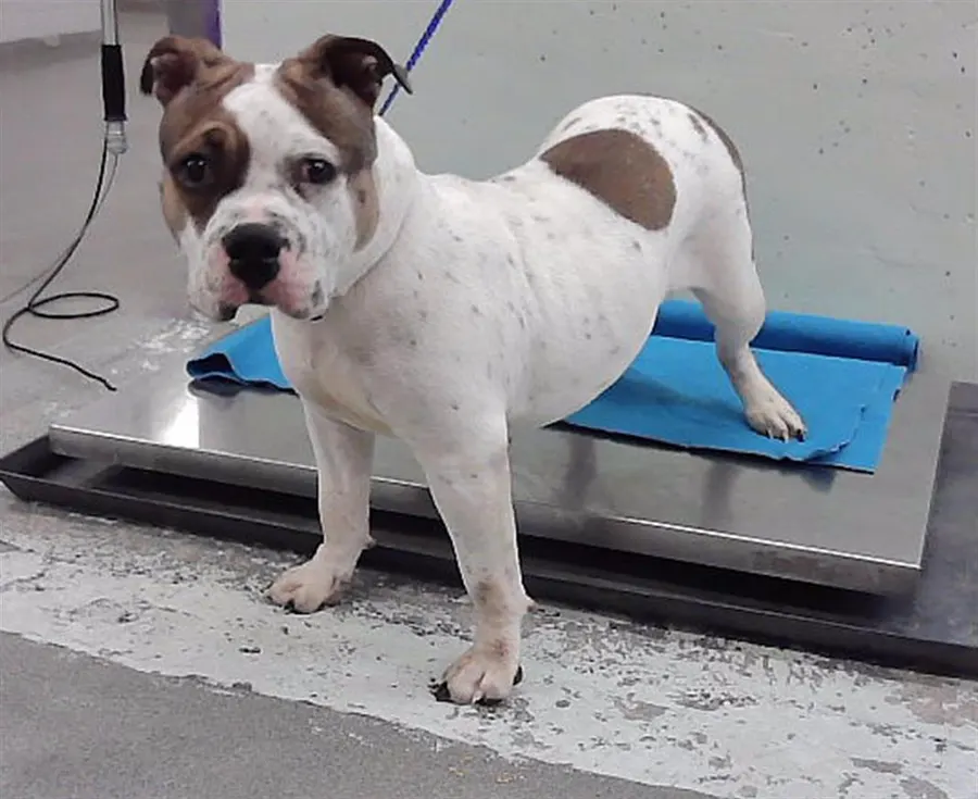 Adoptable Dog