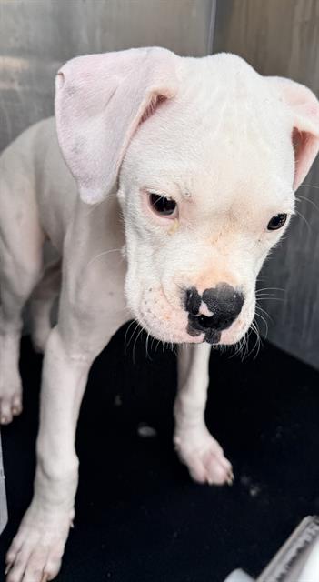 Petey