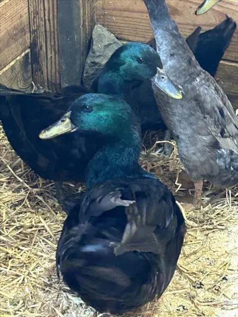 Duck 1