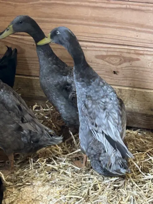 Duck 5