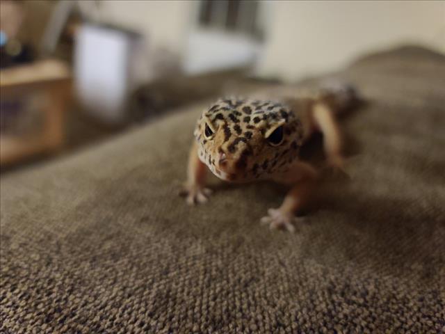 Pepe