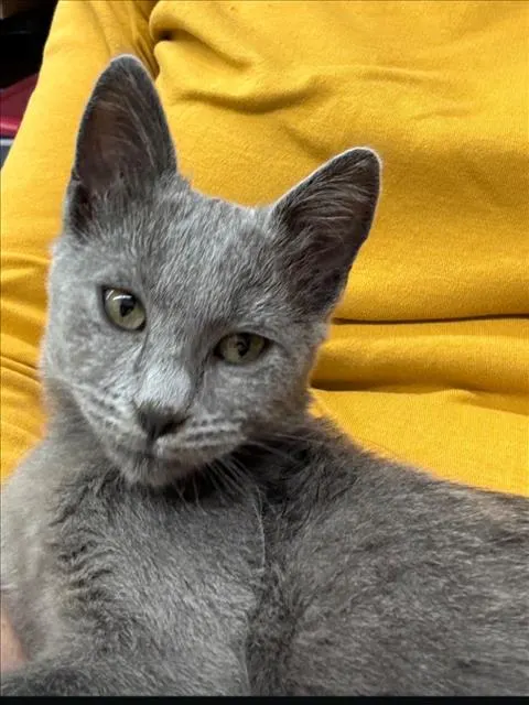Rhiannon