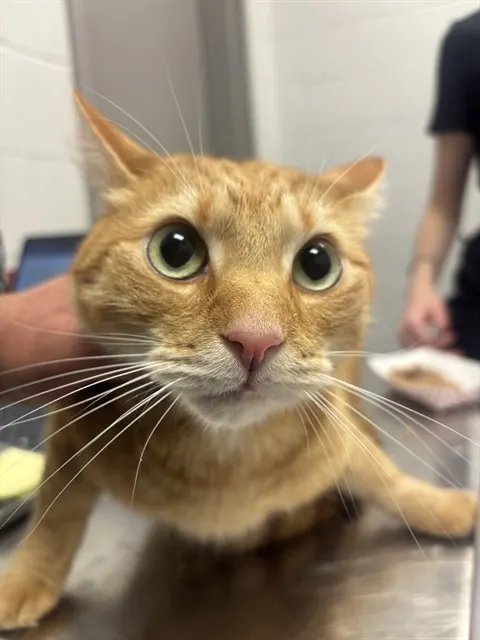 Loki