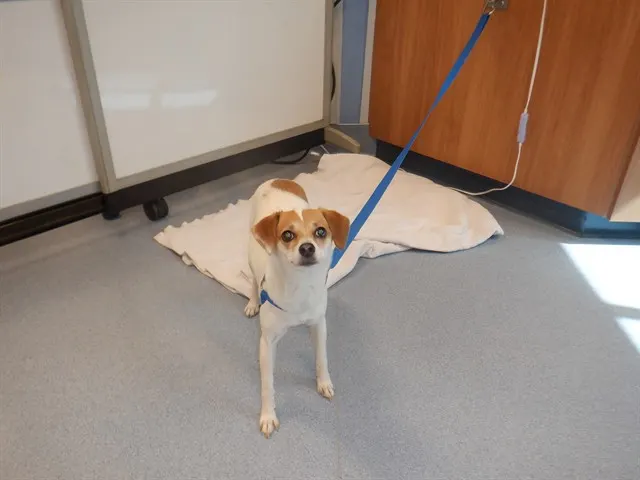 Adoptable Dog