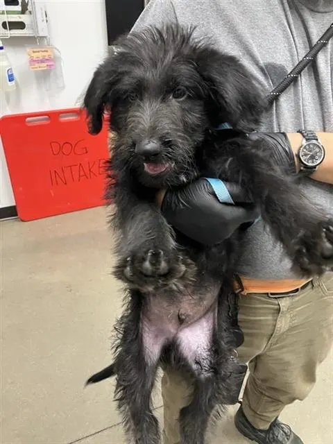 Adoptable Dog