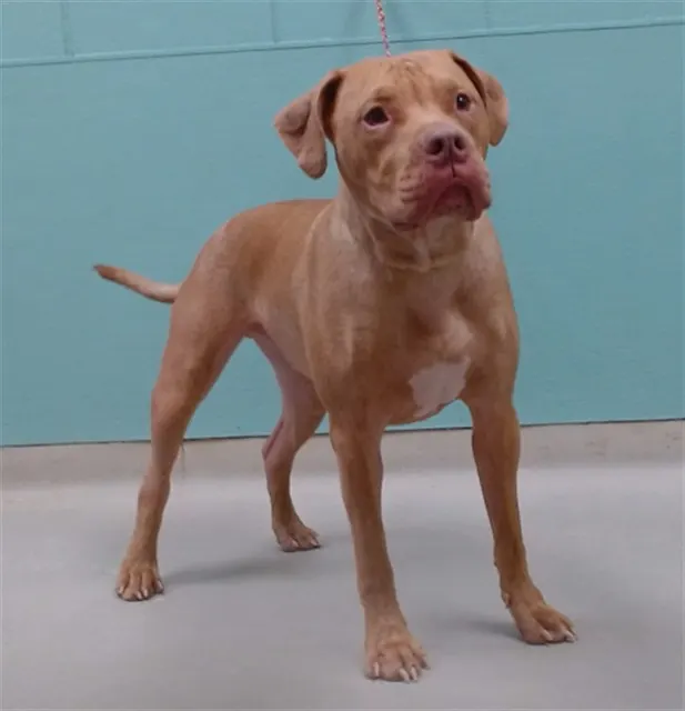 Taz