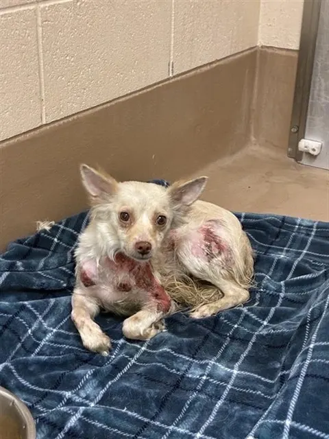 Adoptable Dog