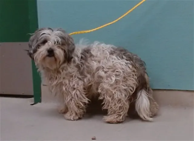 Adoptable Dog
