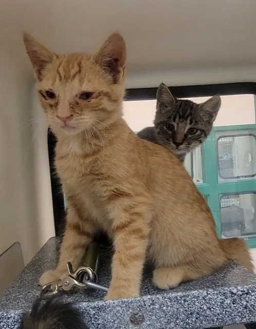 Adoptable Cat