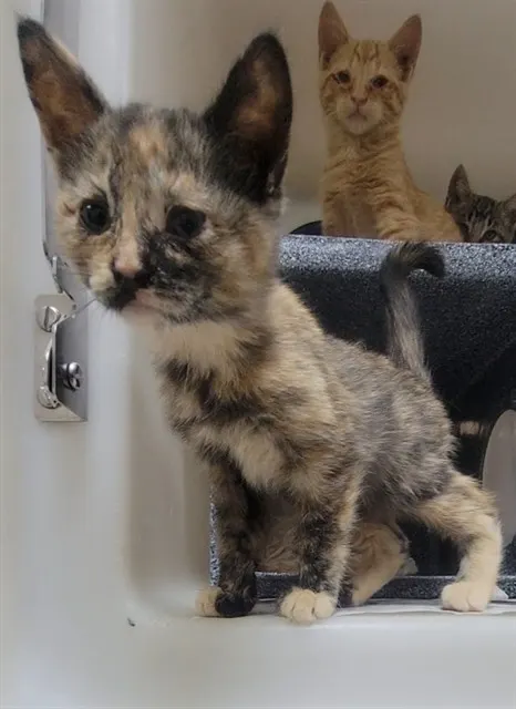 Adoptable Cat