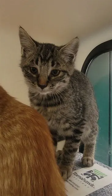Adoptable Cat
