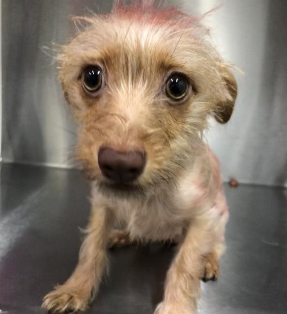 Adoptable Dog
