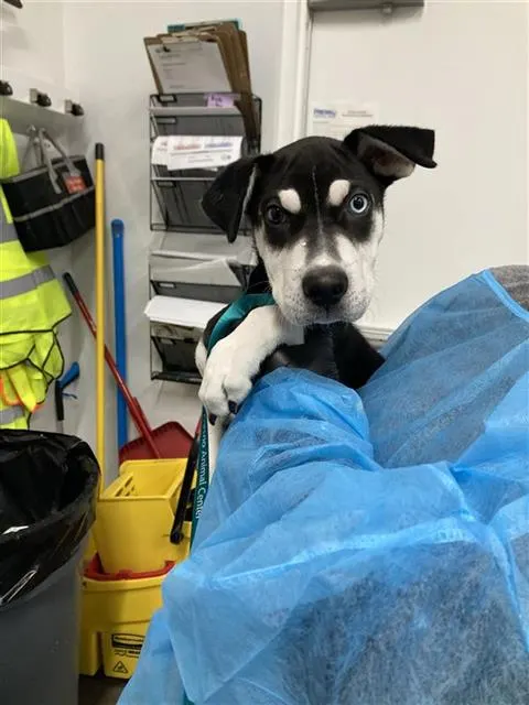 Adoptable Dog